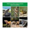 Los accesorios para hábitat de lagarto para reptiles