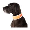 CoolerDog HiVis Collar de enfriamiento para perro color
