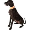 CoolerDog HiVis Collar de enfriamiento para perro color
