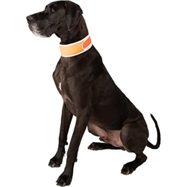 CoolerDog HiVis Collar de enfriamiento para perro color