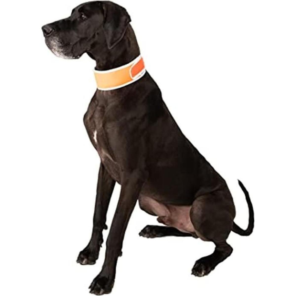 CoolerDog HiVis Collar de enfriamiento para perro color