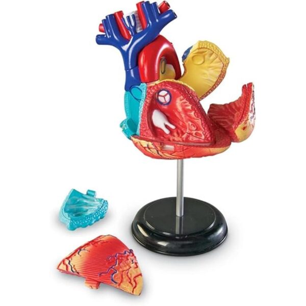 Corazón a escala modelo como recursos de aprendizaje_2