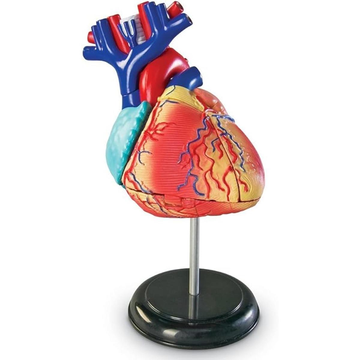 Corazón a escala modelo como recursos de aprendizaje