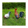 Estatuas de gallo de metal estatuas de jardín al aire_3