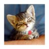 Frienda 48 etiquetas de identificación de mascotas en