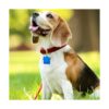 Frienda 48 etiquetas de identificación de mascotas en