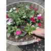 Garden Guru Herramienta de tenedor de acero inoxidable_5