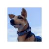 Hyhug 2021 Collar de perro Martingale con tira