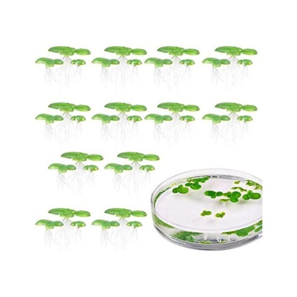 36 piezas mini falso duckweed artificial flotante_1