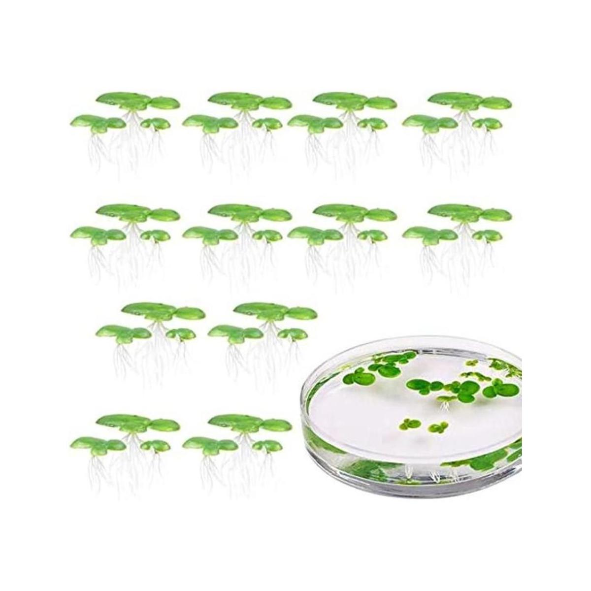 36 piezas mini falso duckweed artificial flotante