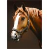 NAIMOER Kits de pintura de diamantes de caballo para_1