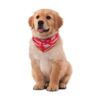 TinaWood Pañuelos lavables para perro diseño de bandera_4