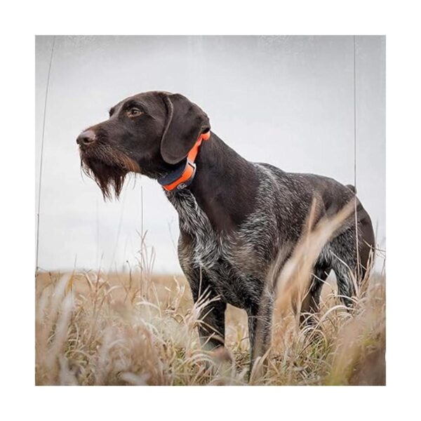 Collar correa marca SportDOG de 0.75 pulgadas s Negro_3