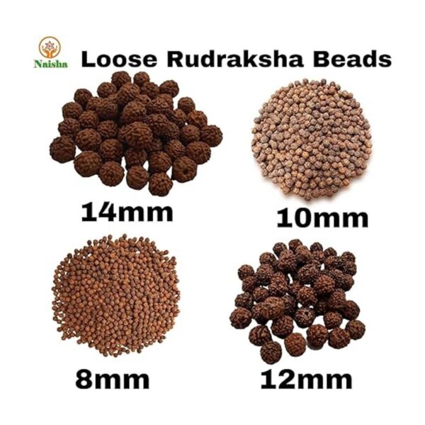 Naisha Rudraksh natural 165 cuentas sueltas RUDRAKSHA