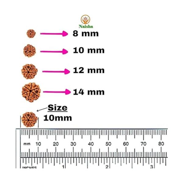 Naisha Rudraksh natural 165 cuentas sueltas RUDRAKSHA