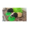 staybowl tipproof ergonómico Pet Bowl para Conejillo de_3