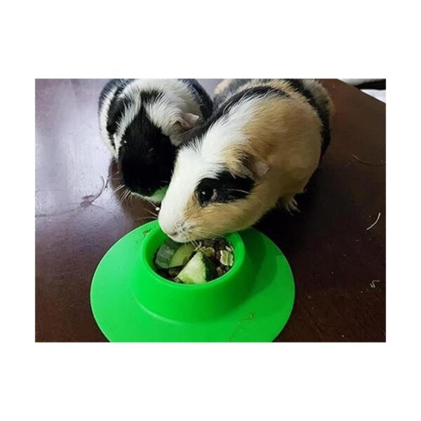 staybowl tipproof ergonómico Pet Bowl para Conejillo de_4