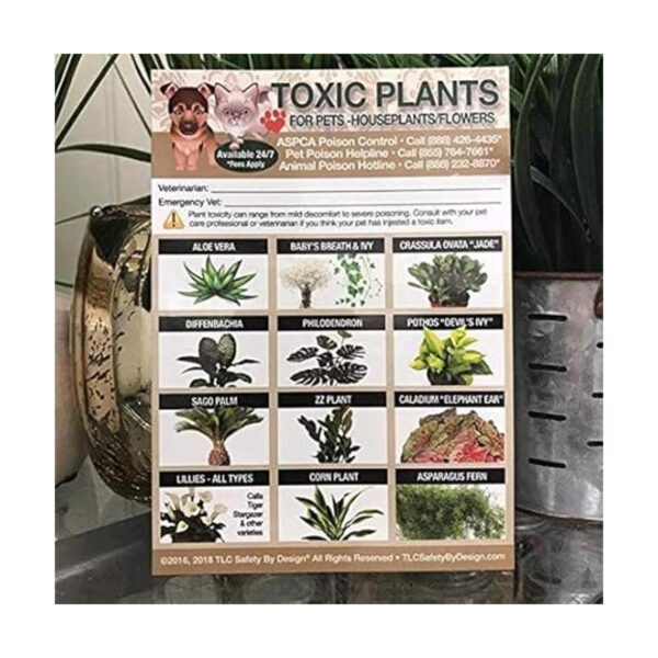 TLC Safety By Design Plantas tóxicas mejoradas flores_3