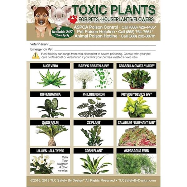 TLC Safety By Design Plantas tóxicas mejoradas flores_1