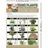 TLC Safety By Design Plantas tóxicas mejoradas flores_2