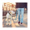JIPIMON Martingale Collar para perro reflectante de_6