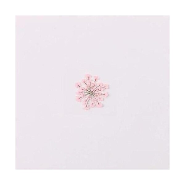100 unidades Ammi Majus flor seca prensada natural para_1