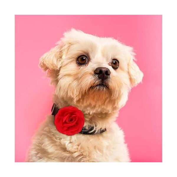WILLBOND 8 piezas collar de mascotas flores perro encantos