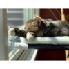Kitty Cot Original Worlds Best Percha para gatos color
