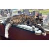 Kitty Cot Original Worlds Best Percha para gatos color