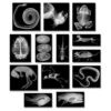 Animal XRays 13 Piezas_1