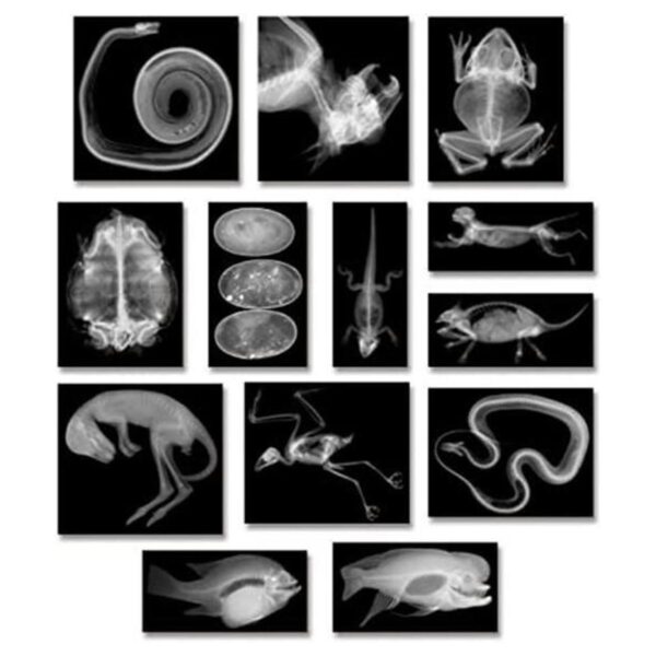 Animal XRays 13 Piezas_1