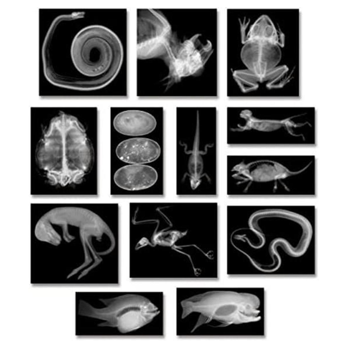 Animal XRays 13 Piezas