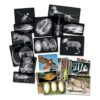 Animal XRays 13 Piezas_3