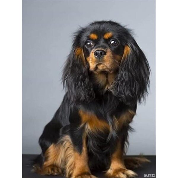 QAZWSX Kits de pintura de diamantes para perros 5D