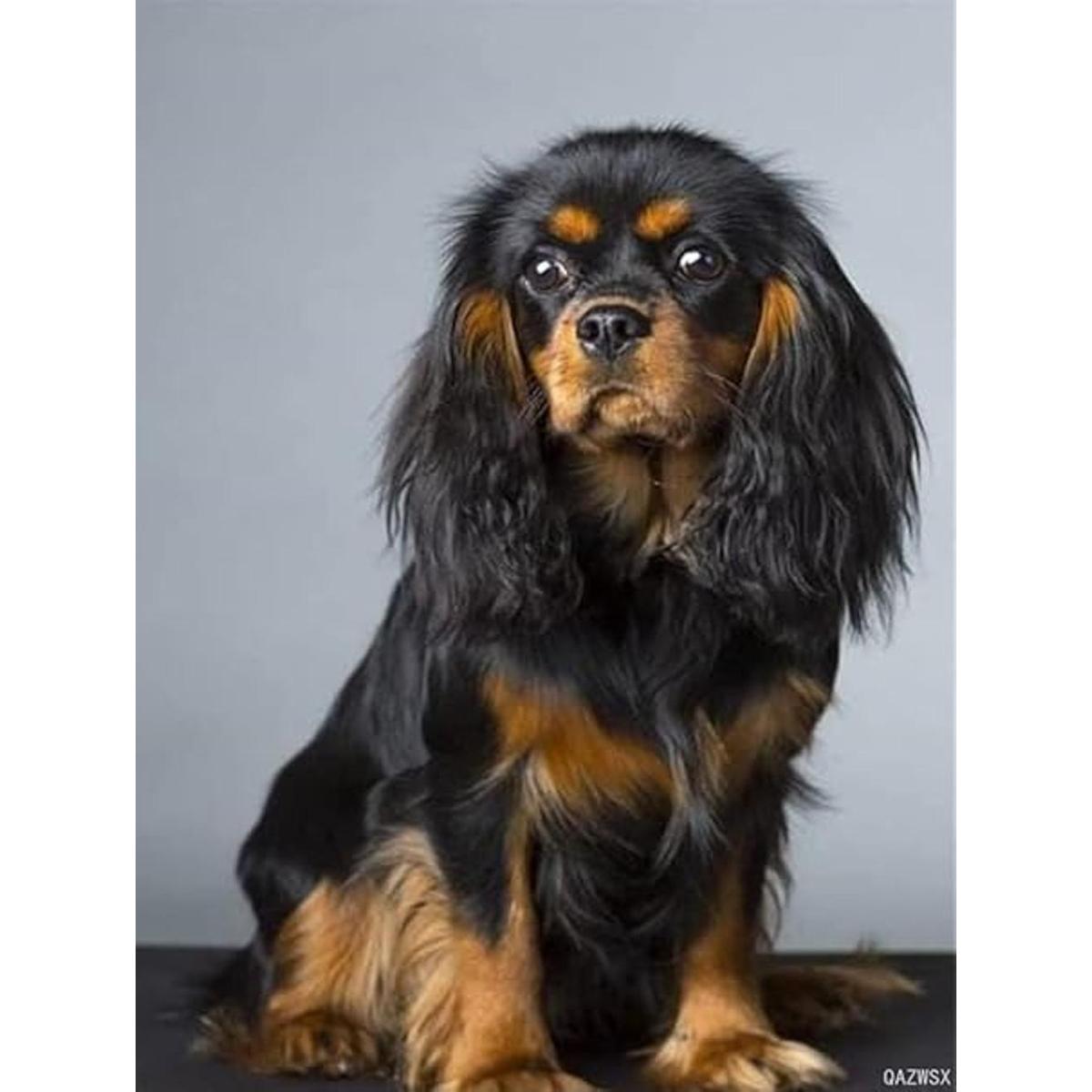QAZWSX Kits de pintura de diamantes para perros 5D