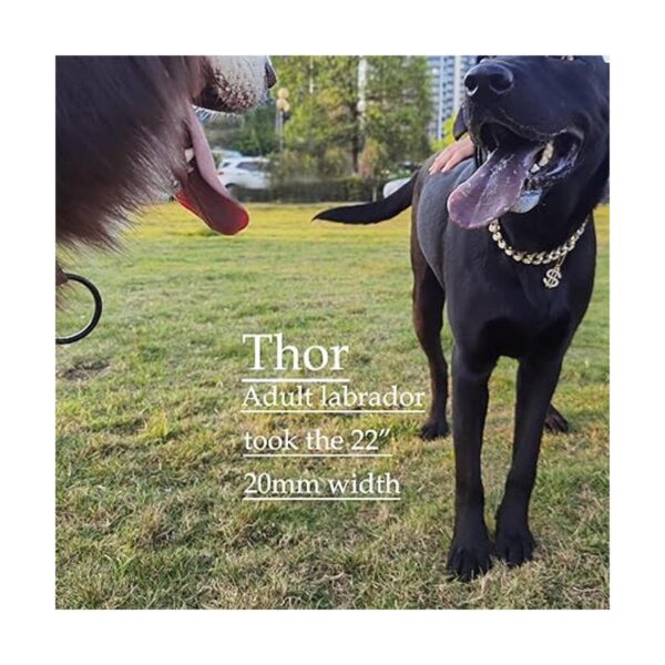 Glitter King Collar de perro dorado de 0.39 pulgadas_6