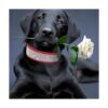 IDOLPET Collar de perro con diamantes de imitación_6