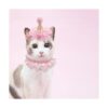 Juego de bufanda de sombrero de cumpleaños para mascotas_2