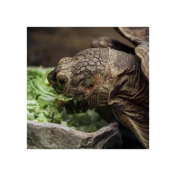 HAKCHERT Cuenco de agua para reptiles. Cuenco de esquina