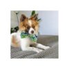 Huxley Kent Pajarita para mascotas madras de lima
