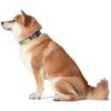 Collar de perro Hulk con diseño de Marvel Comics The Hulk