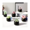 Hawesome Mini suculentas artificiales 6 paquetes de
