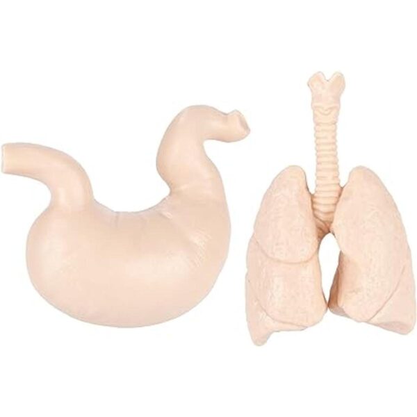 Figuras de órganos humanos TOOB de Safari Ltd. modelos de_5
