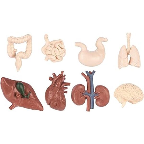 Figuras de órganos humanos TOOB de Safari Ltd. modelos de_3