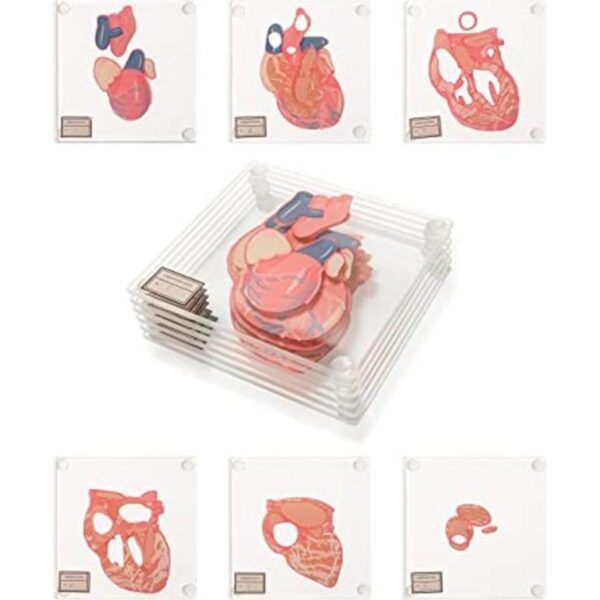 Posavasos anatómicos para muestras de corazón juego de_1