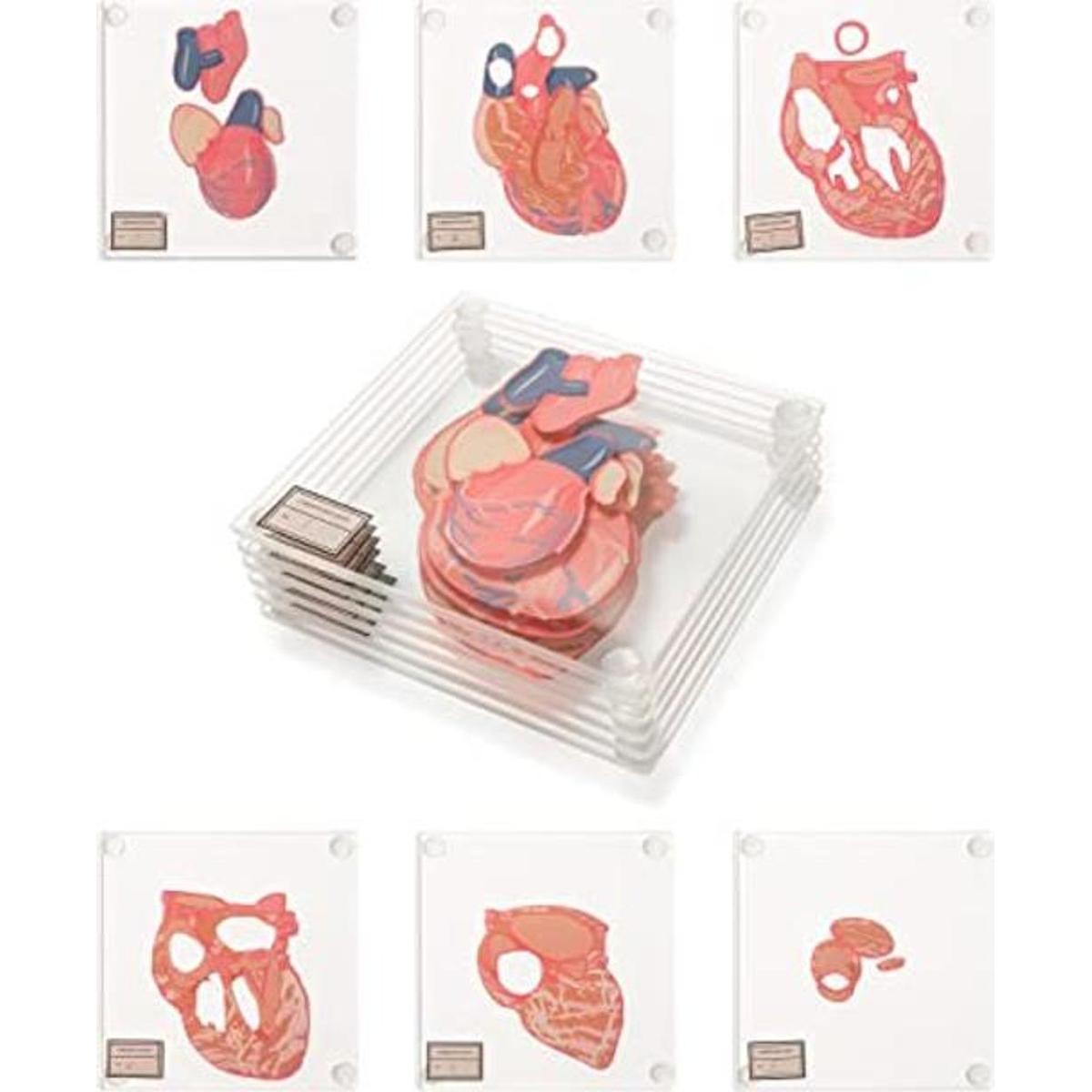 Posavasos anatómicos para muestras de corazón juego de