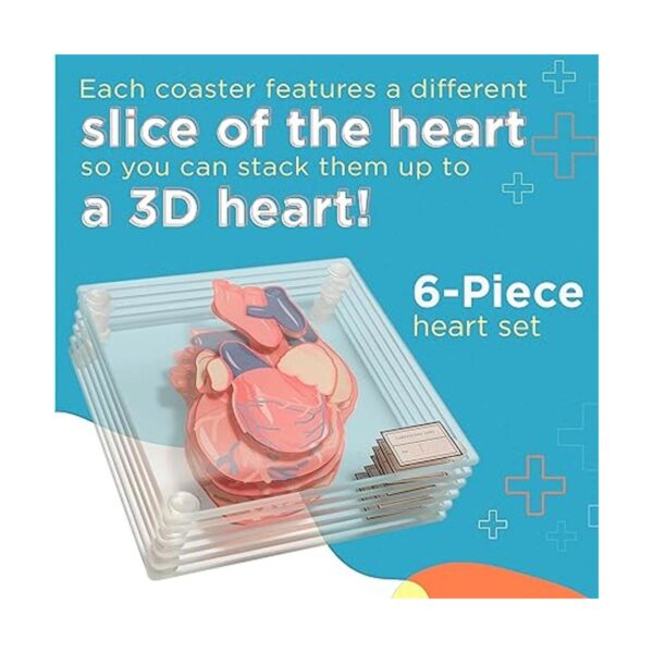 Posavasos anatómicos para muestras de corazón juego de_3