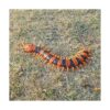 Tipmant Simulation RC Centipede Scolopendra Control Remoto_4