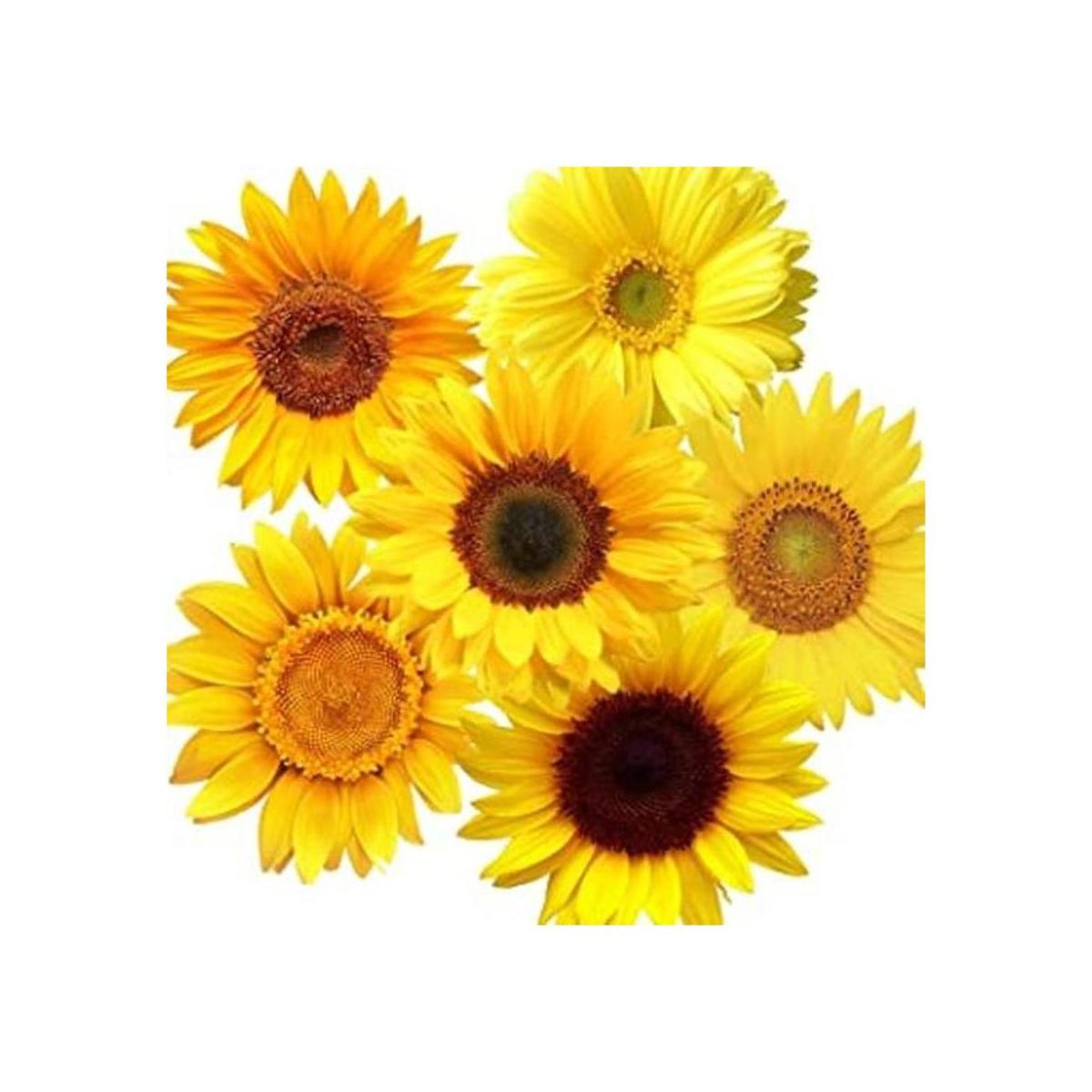 72 calcomanías extraíbles para decoración de pared de