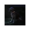 CollarDirect Collar de seguridad reflejante para perro_3